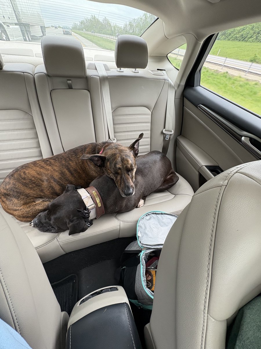 Pumpkin Spicy Pony Wrangler tweet media