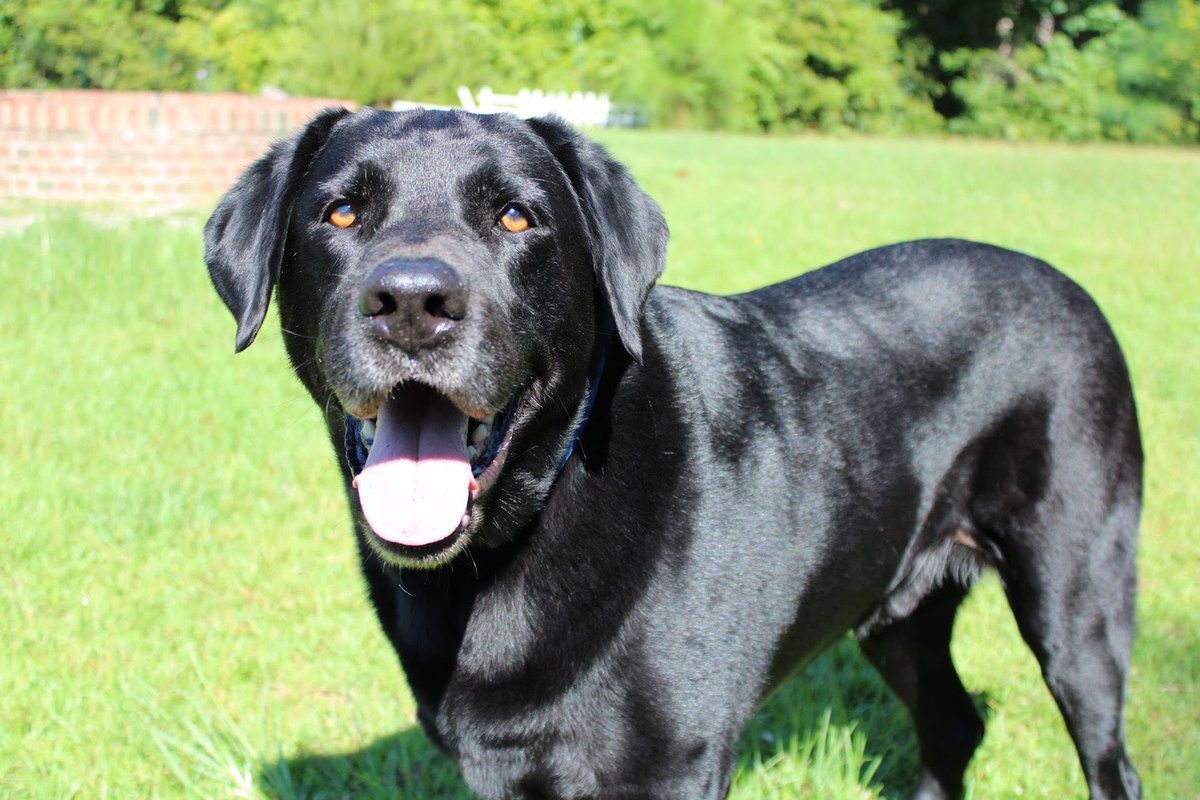 So sorry to let everyone know that today we lost Bear. He was the goodest of boys. The one solace is he is back with his best friend. 💜