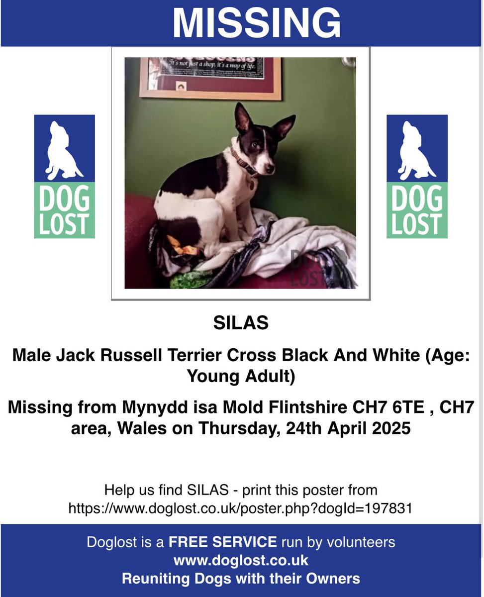 rosiedoc666's tweet image. SILAS missing MYNYDD ISA MOLD #Flintshire #CH7 WALES 24/5/25 

Male/young adult #JRT Black&amp;amp;white (small scar on lip) 
TAGGED/CHIPPED/SPAYED 

doglost.co.uk/dog-blog.php?d…

@CarolPoyerPeett @juliagarland73 @missingdogwales @ruthwill64 @BryantDjbryant @bs2510