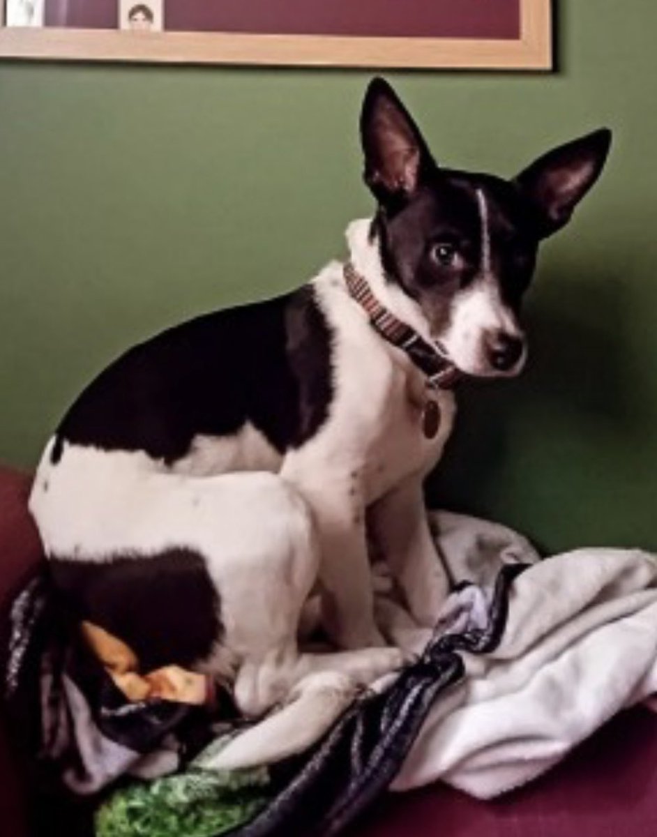 rosiedoc666's tweet image. SILAS missing MYNYDD ISA MOLD #Flintshire #CH7 WALES 24/5/25 

Male/young adult #JRT Black&amp;amp;white (small scar on lip) 
TAGGED/CHIPPED/SPAYED 

doglost.co.uk/dog-blog.php?d…

@CarolPoyerPeett @juliagarland73 @missingdogwales @ruthwill64 @BryantDjbryant @bs2510