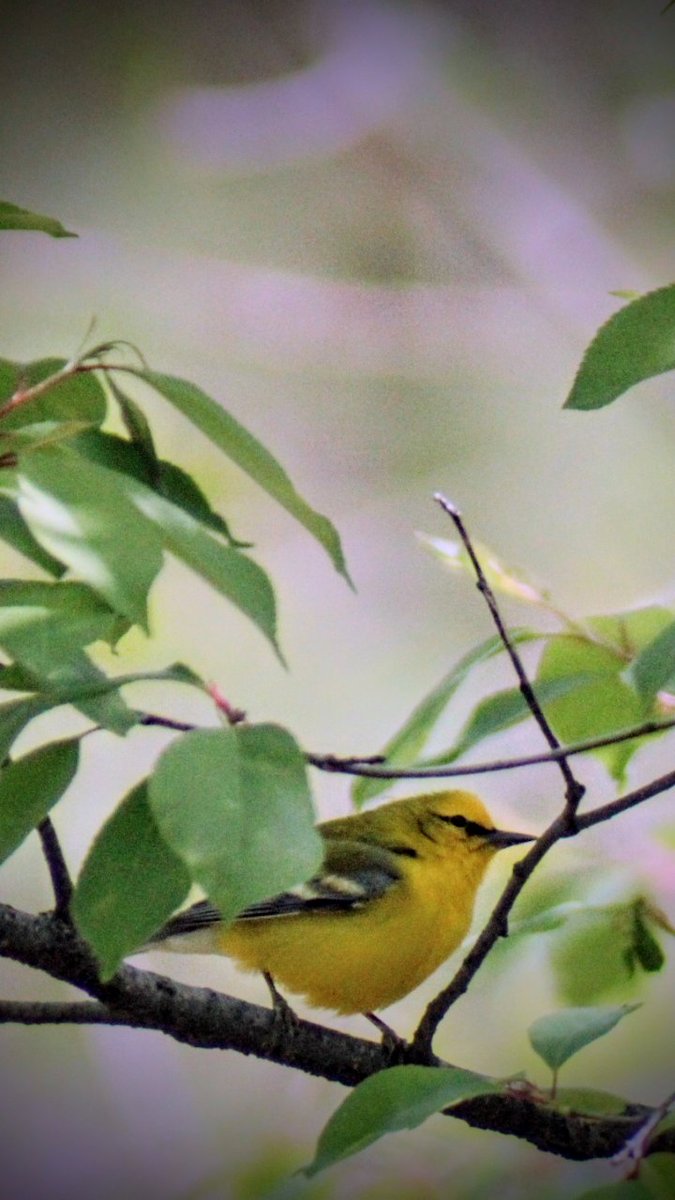 Blue winged warbler @ the central park high meadow yesterday #birdcpp