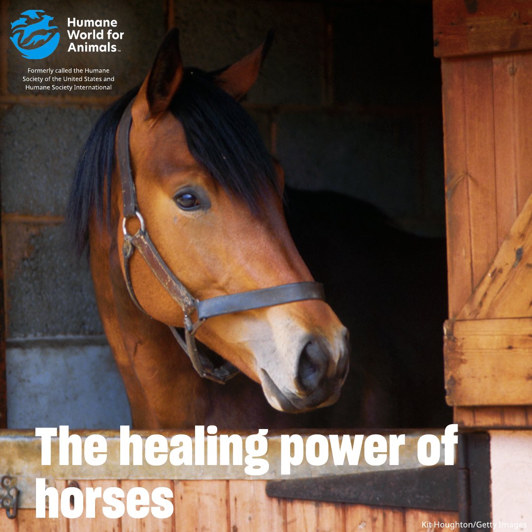 Humane_Pro's tweet image. In the heart of rural Virginia, a starving horse and a struggling teen found healing together. 🐴💫 At @BHRCHorses, at-risk youth and rescue horses build each other up through care, connection and second chances. Read more at bit.ly/4lMv847. 

#EquineTherapy…