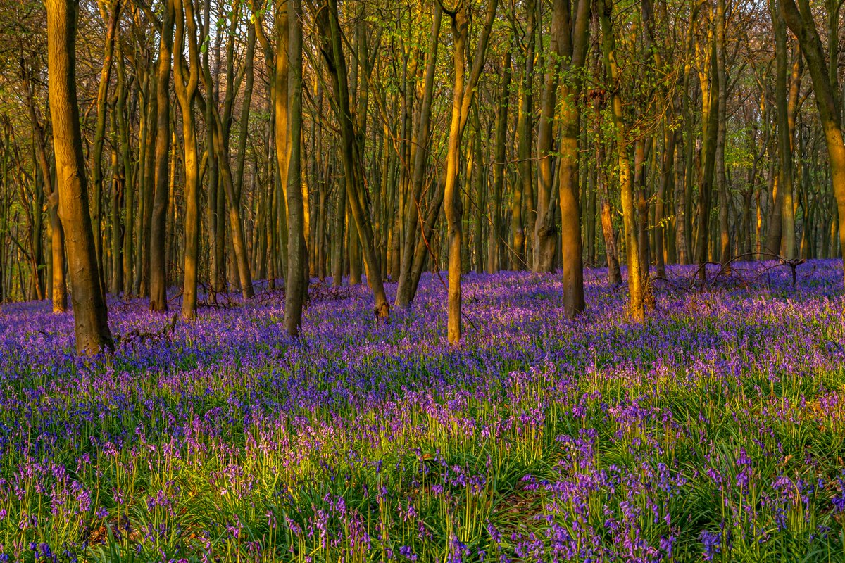 Early morning sun in the woods above Shoreham, Kent.

#Kent #England #landscape #landscapephotography #cityphotography #travel #travelphotography #photo #photography #photooftheday
