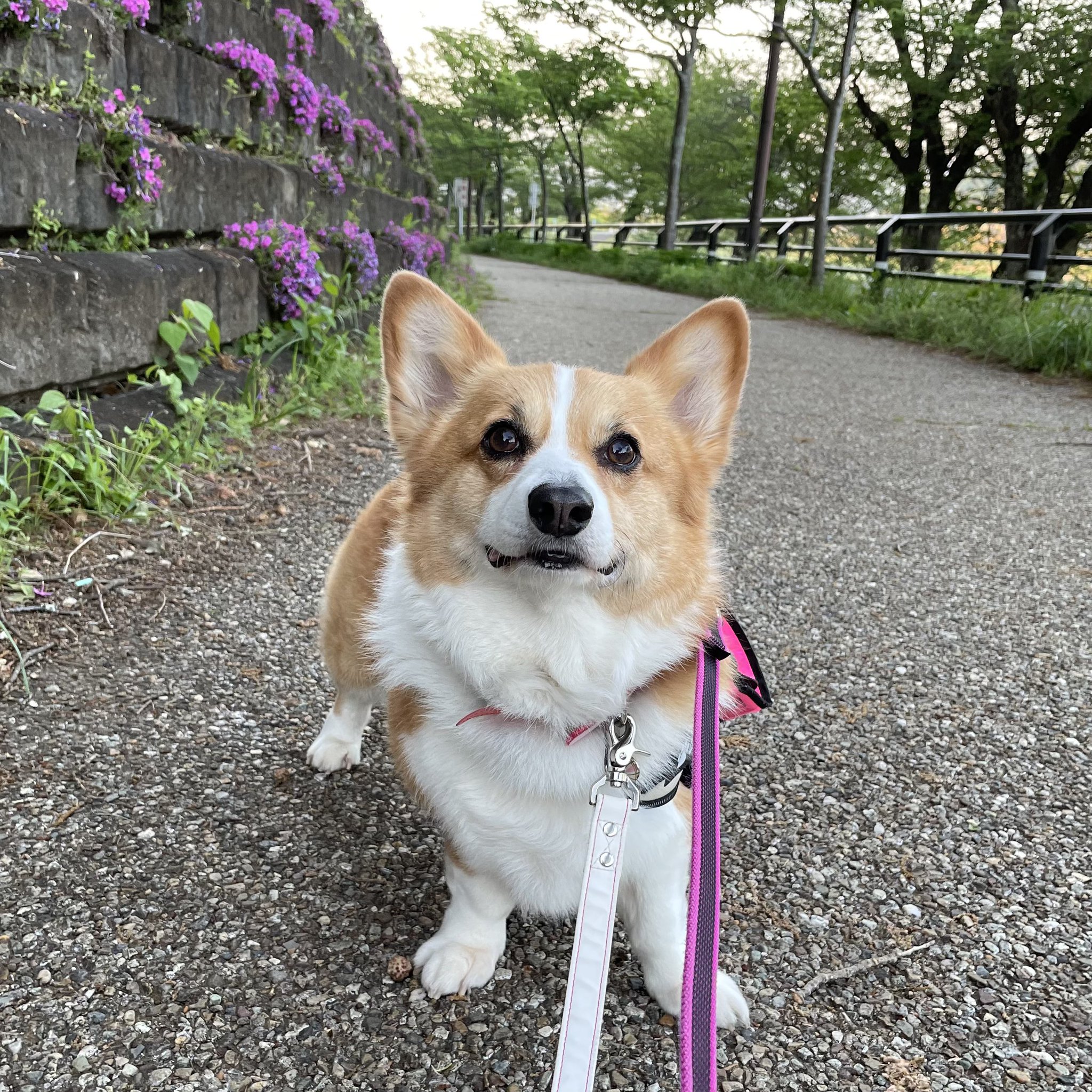 カレン ホイプティング 犬 コーギー 小鳥 鳥かご 絵画