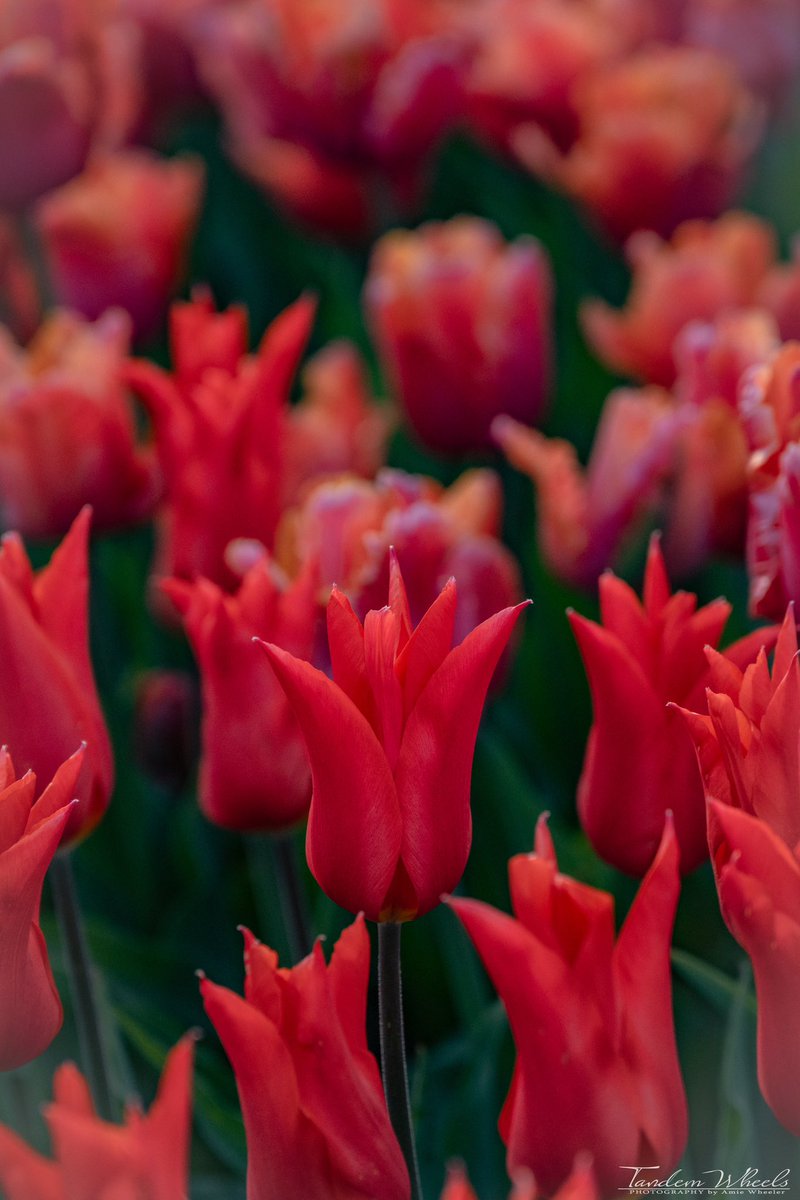 Last night, I was captivated by the stunning red tulips glowing in the warm light of the sunset. It's hard to believe that this is the last weekend of the tulip festival! What a beautiful way to conclude a month filled with vibrant blooms. 

#pnw #sonorthwest #Skagittulipfestival
