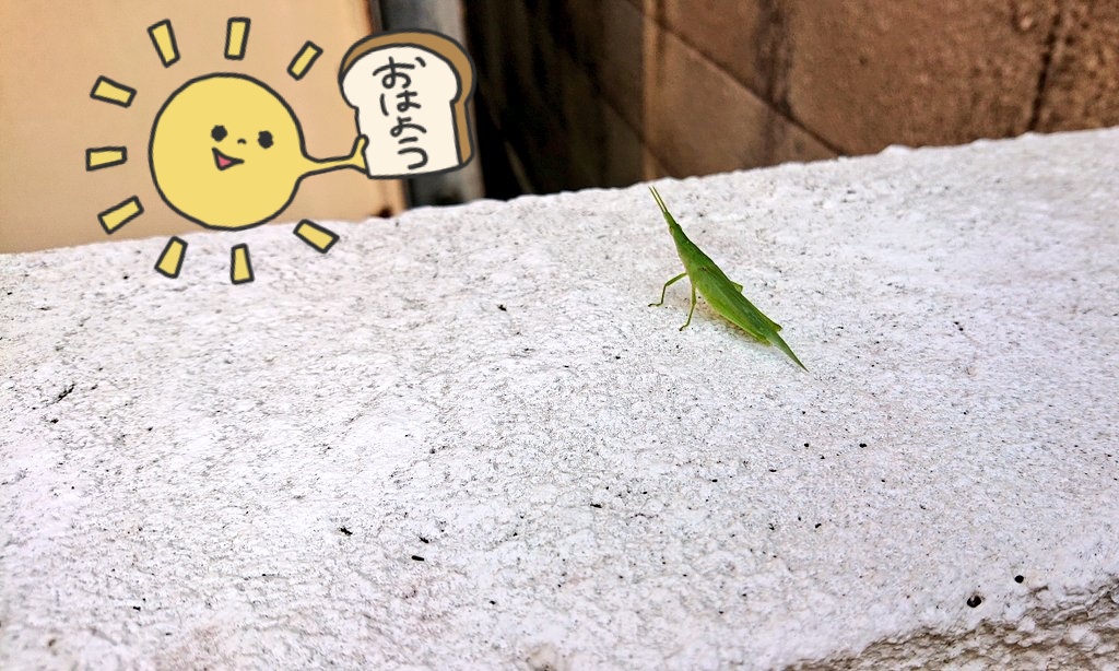 おはようSUN🙋

足指グーパー体操完了👍
さっ、ミルクコーヒーのんでこよ😀
それでは、
今日もエンジンかけま～す‼️

今日も平安でありますように🙋
