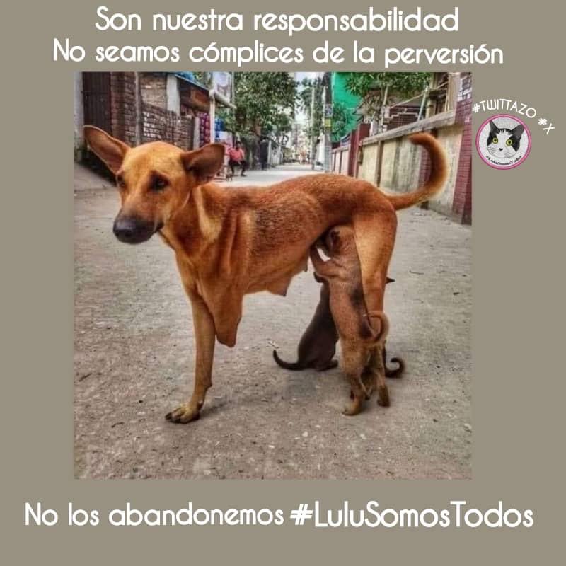 #26Abr #TWITTAZO #X #LuluSomosTodos, a las 8:00 pm 🇻🇪. No Lastimes al indefenso, ni abuses de su desventaja. No son los momentos difíciles, no hay excusas, la ignorancia los maltrata. #SalvaVidas. #NoLosLastimes. No abandones, búscalos! #AyudarSana. #Adopta