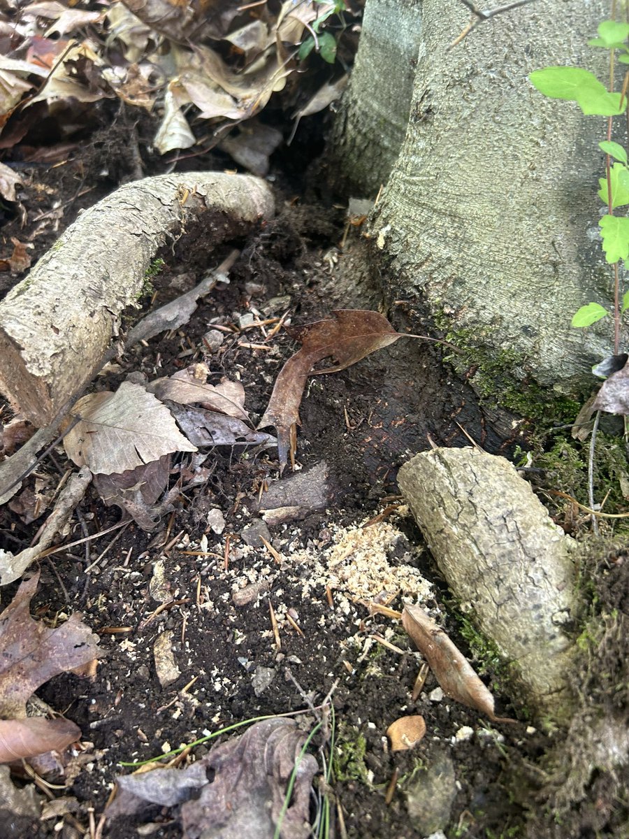 BowTiedAxeman's tweet image. Girdling roots will kill your trees or make them fall over. Take care of them and let your tree breath