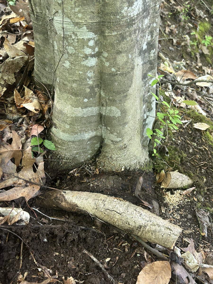 BowTiedAxeman's tweet image. Girdling roots will kill your trees or make them fall over. Take care of them and let your tree breath
