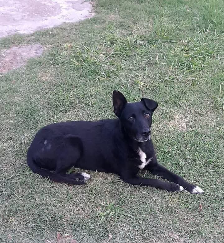 ComoNoAdorarlos's tweet photo. CASO URGENTE 🆘️🆘️ESTA PERRITA ES CIEGUITA, LE PEGARON UN TIRO, ESTA CURADA, PERO CORRE RIESGO EN ESE BARRIO, ES URG UN LUGAR, ADULTA, SUPER TRANQUILA🥺🙏CEL +54 9 11 4175-1041 BOSQUES , FLORENCIO VARELA https://t.co/GpFuQnOjNi