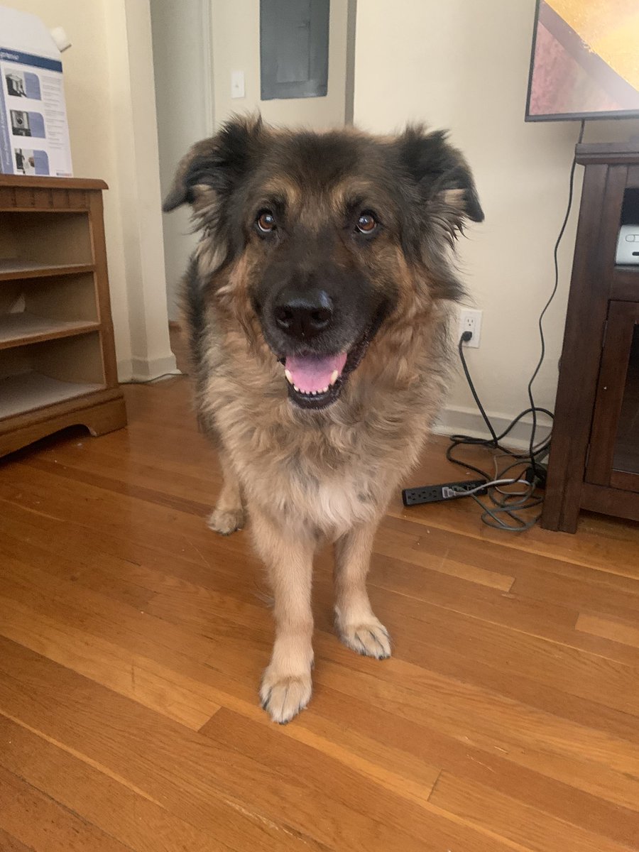 Meowczynska's tweet photo. Last night my dog Hebe unexpectedly passed away. She was an exceptional dog. Kind and gentle, everyone she met fell in love with her.  She was more than a pet, she was a treasured member of my family. I’ve never met another dog like her and I expect I never will. Goodbye Hebe. https://t.co/ueM7hryU1z