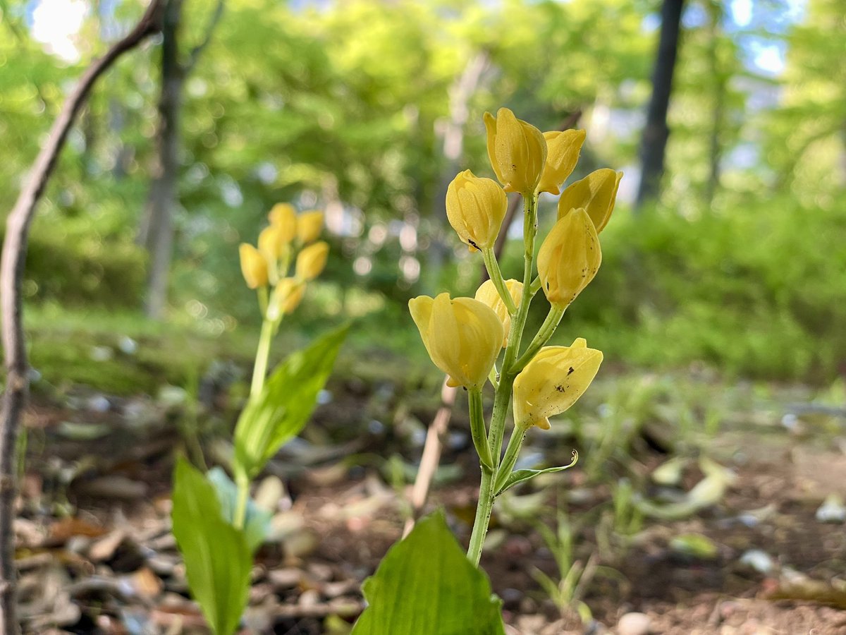 h_tohma's tweet image. 徒歩3分のお花たち ♪♪
早朝 キンランとギンランを見つけました。
#iPhone12Pro