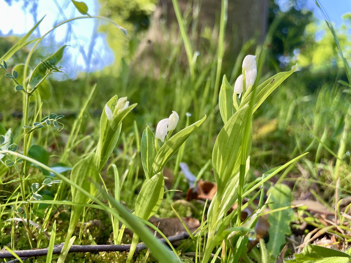 h_tohma's tweet image. 徒歩3分のお花たち ♪♪
早朝 キンランとギンランを見つけました。
#iPhone12Pro