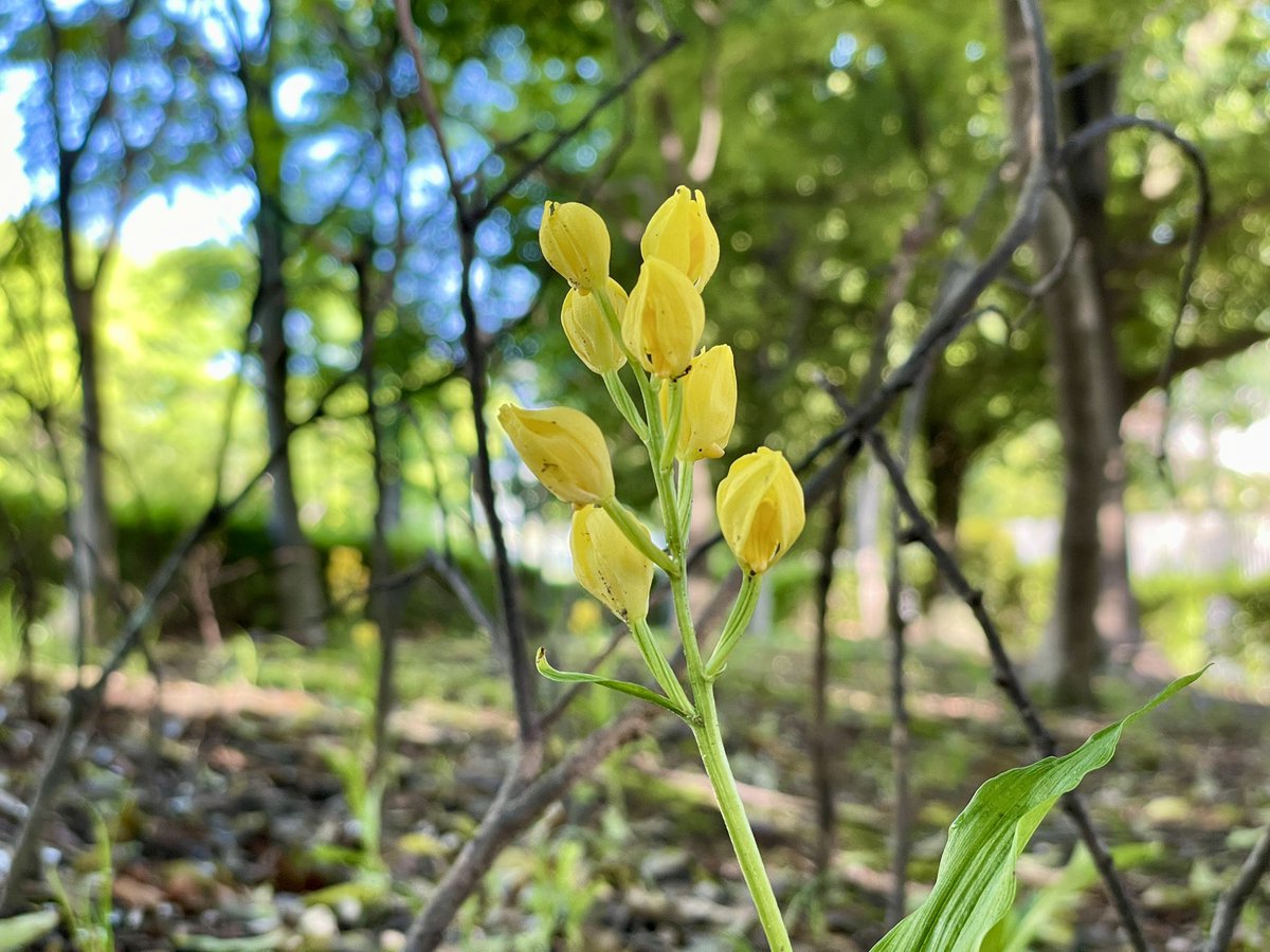 h_tohma's tweet image. 徒歩3分のお花たち ♪♪
早朝 キンランとギンランを見つけました。
#iPhone12Pro