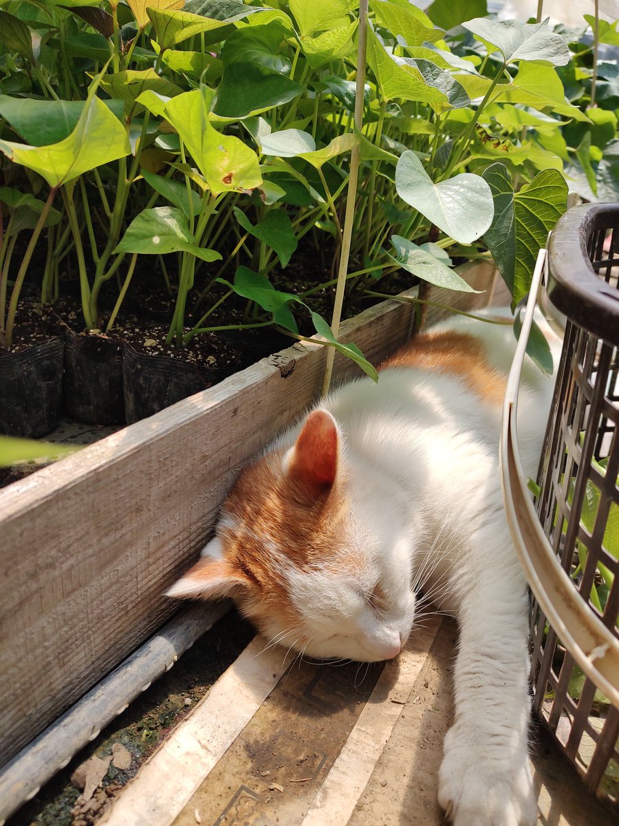 おはようございます☺🐶🐱✨
さつまいも苗とぐでねこ🐱