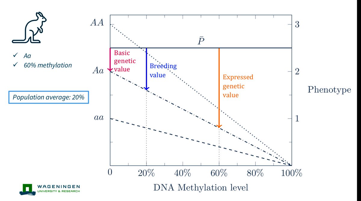 A single-locus quantitative genetic model incorporating DNA methylation.

L Ayres, H Bovenhuis, MPL Calus (2025). Journal of Theoretical Biology, 607:112110.

sciencedirect.com/science/articl…

#QuantitativeGenetics #GenomicPrediction #epigenetics #DNAmethylation #wur_abg #GEroNIMO