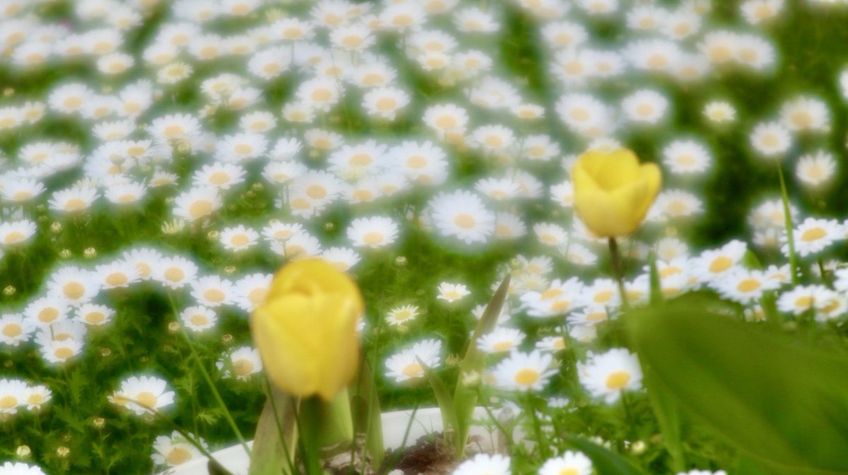 ノースポールギクです🌼②

ヤフオクで手に入れた中古レンズで撮りました❗️

SMC PENTAX -85mm f/2.8 SOFT+偏向フィルター
Canon EOS M6📷

絞り開放
0.3ev                                 1/1250s

 Lightroomと
iPhoneのソフトで少しレタッチ⁉️

#PENTAX85mmSOFT
#Lightroom