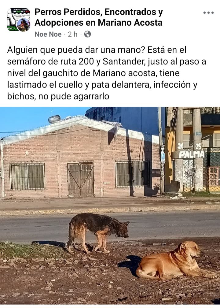 Perros de Merlo (@perrosdemerlo) on Twitter photo 