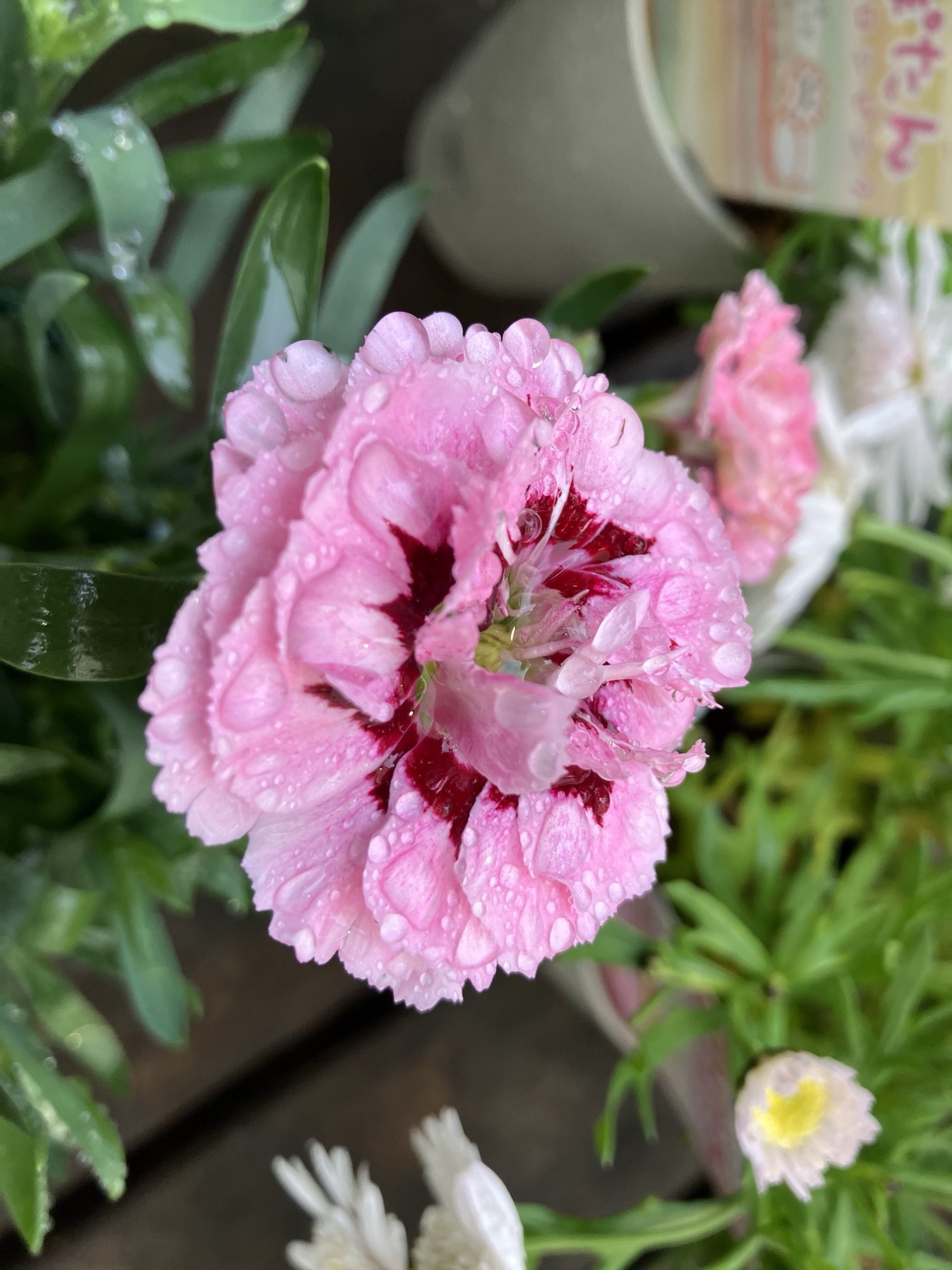 ❤️セール❤️1203⭐️超個性的⭐️花火的お顔と細葉