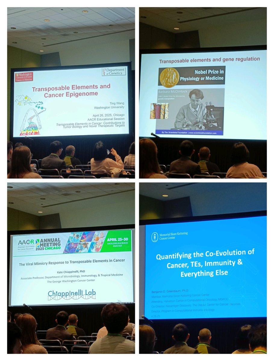 Lorenzo de la Rica (he/him) (@ldelarica) on Twitter photo Fantastic science at #AACR25 today! So inspiring to see <a href="/CancerGrand/">Cancer Grand Challenges</a> Challenges like extrachromosomal DNAs #ecDNAs 🧬⭕ (team eDyNAmiC!) and transposable elements 🦘🧬 (key for the Dark Proteome!) highlighted in the 🎓educational sessions. Really cool science being discussed 🔬! Fantastic science at #AACR25 today! So inspiring to see <a href="/CancerGrand/">Cancer Grand Challenges</a> Challenges like extrachromosomal DNAs #ecDNAs 🧬⭕ (team eDyNAmiC!) and transposable elements 🦘🧬 (key for the Dark Proteome!) highlighted in the 🎓educational sessions. Really cool science being discussed 🔬!