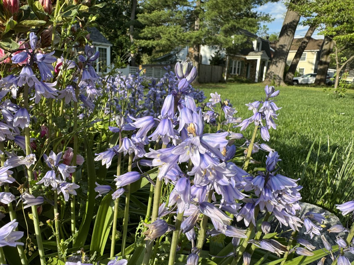 Post-thunderstorm flowers