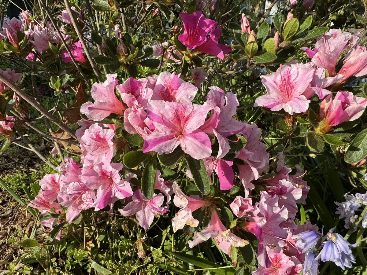 ilovearlingtonv's tweet photo. Post-thunderstorm flowers https://t.co/SS7YBNTioZ