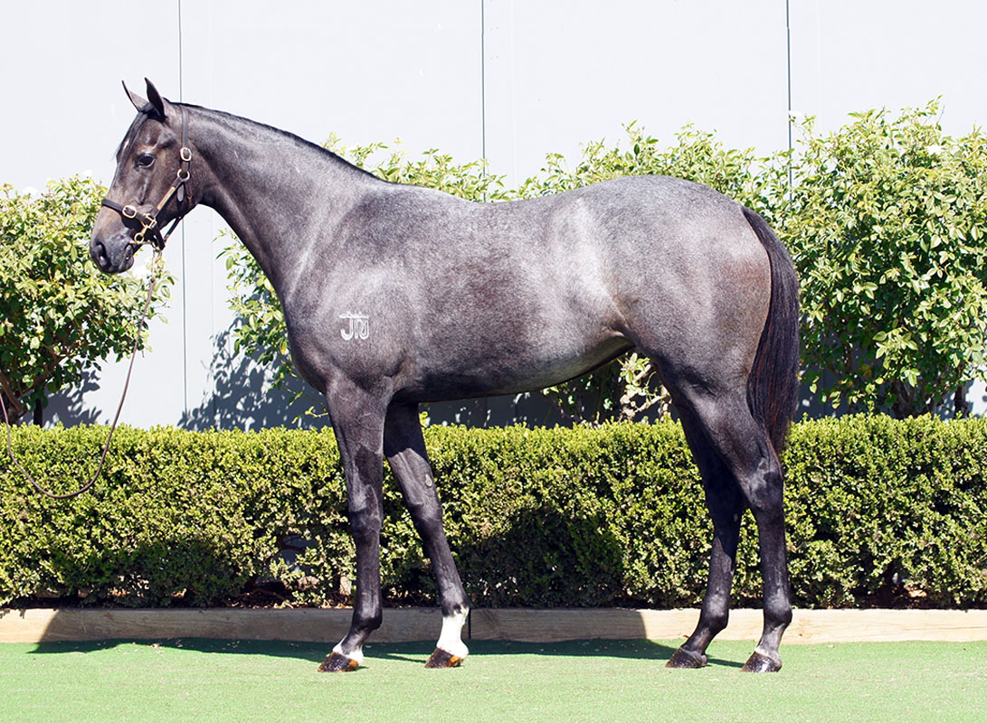 We offer a large draft of 20 yearlings at today's <a href="/inglis_sales/">Inglis</a> HTBA yearling sale with some early highlights including:

Lot 32: D'Argento colt
Lot 33: D'Argento filly
Lot 118: Russian Revolution colt
Lot 141: D'Argento filly

Draft: bownessstud.com.au/2025-inglis-ht…