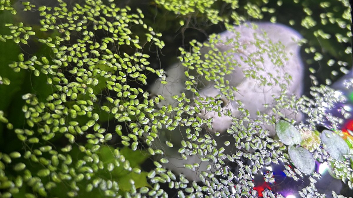SpookieCorvus's tweet photo. Duckweed is so beautiful https://t.co/94K9nWrRPl