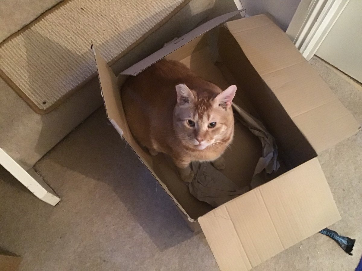 jmw176's tweet photo. #CatsOfTwitter #Hedgewatch #CatBoxSunday Mum says it will be #CatBagSunday soon as Mr Amazon is cutting back on packaging ๐ Well just donโt recycle the boxes we have then mum and it will be fine ๐ฆ Happy Sunday floofs ๐พ๐งก๐ธ๐งก๐พ https://t.co/mUKAzL08fb