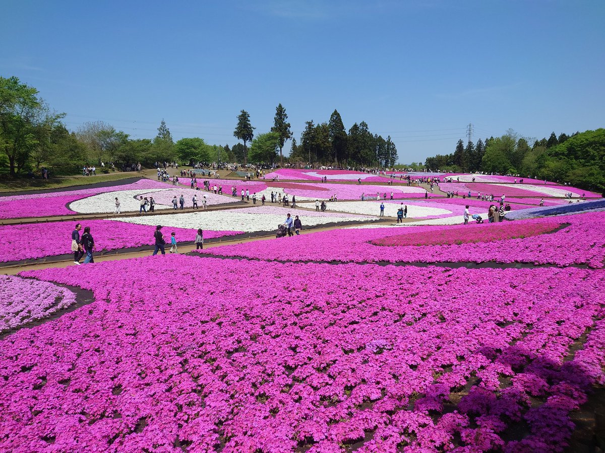 秩父。芝桜。満開！