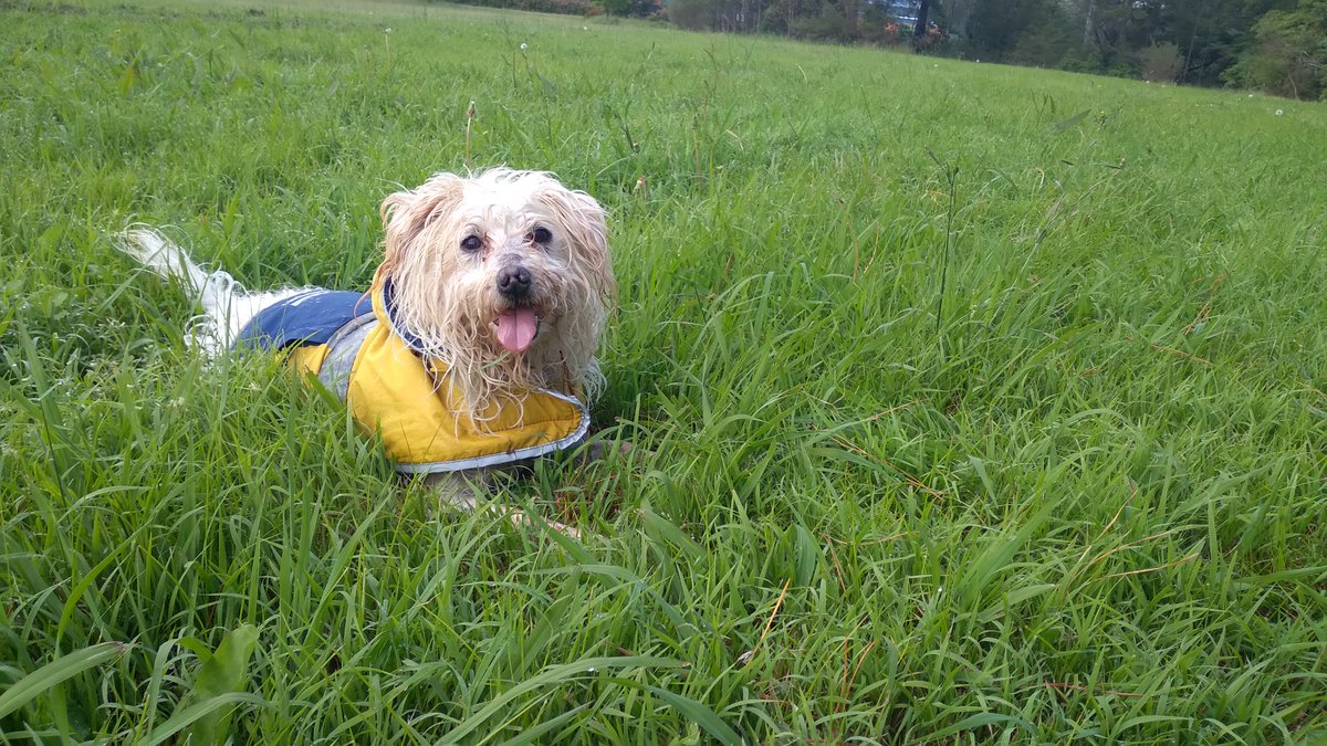 Happy Heavenly 14th Birthday to one of the great loves of my life, the legendary PigPiggyWoo. You are missed EVERY day and Piggy versions of songs are still sung frequently 🩷🐾 Run free my little angel. For almost 13 years I was lucky enough to have you here with me xxx