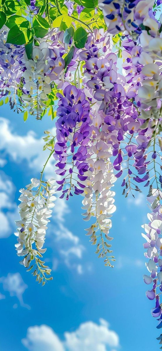 Asslam o Alikum ⛅️ 
GOOD MORNING 🩷

Have a fresh start ⚜️