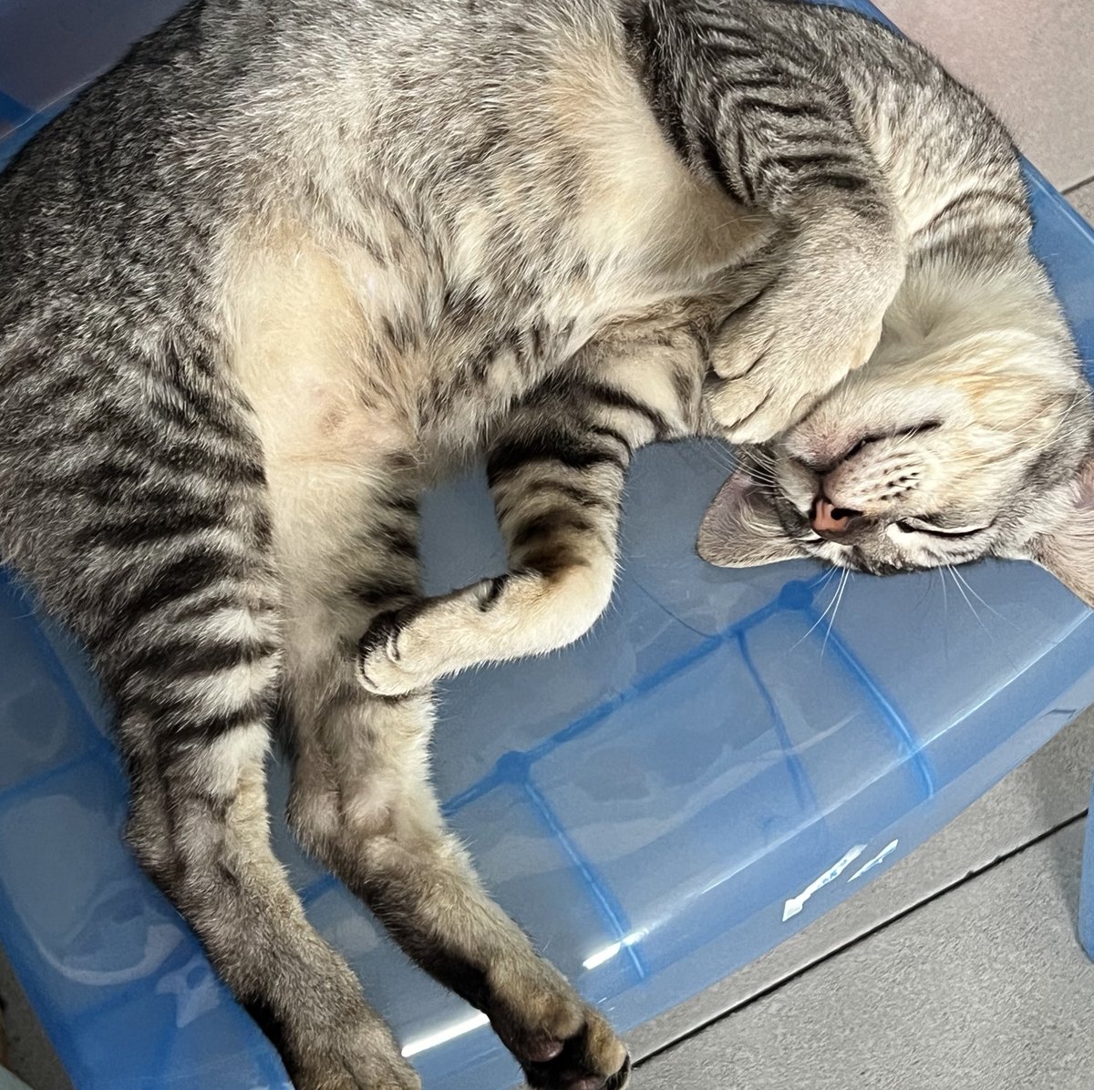 Ga ada rasa bersalahnya abis gigit, makan, lanjut tidur 😡