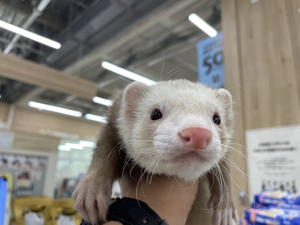 フェレット博士通信🛜 ムチムチシャンパン＝ムチシャンの男の子です。 誕生日2024.8.17 マーシャル 端的に言って可愛いデス。  #ジョイホンパーク吉岡店 #フェレット販売 #フェレット博士, image size:1200x900