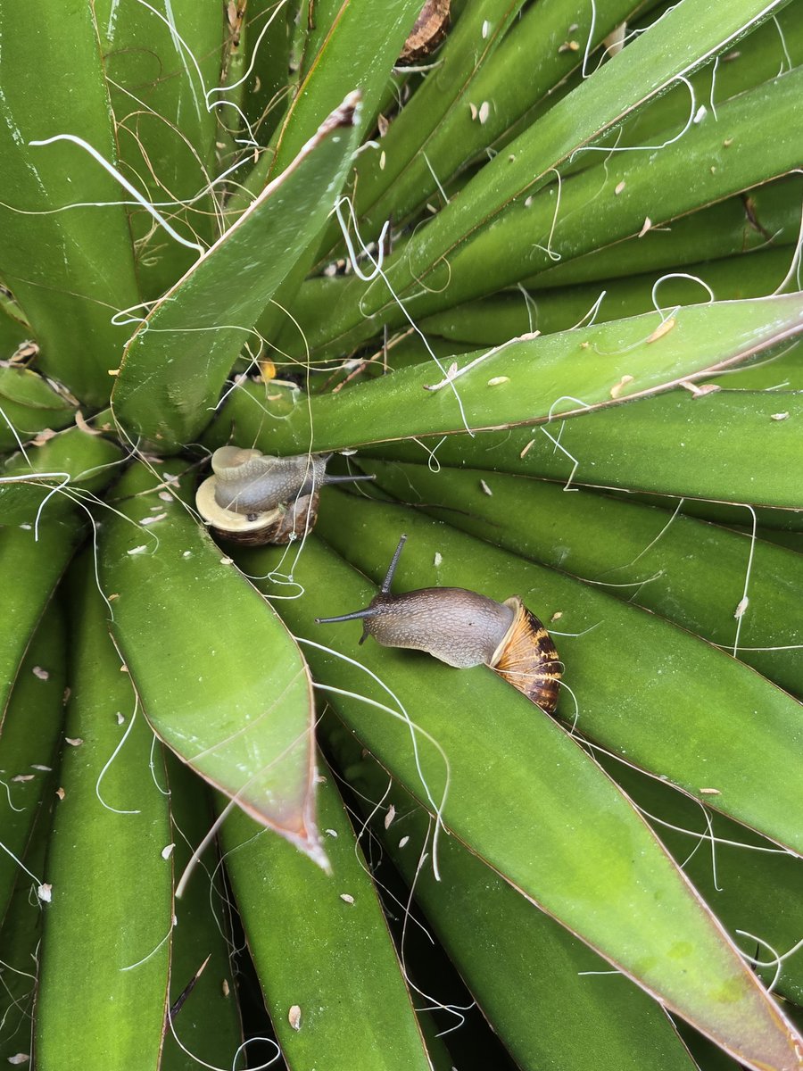 shmoe8's tweet photo. living that snail life https://t.co/aYyXujQoc1