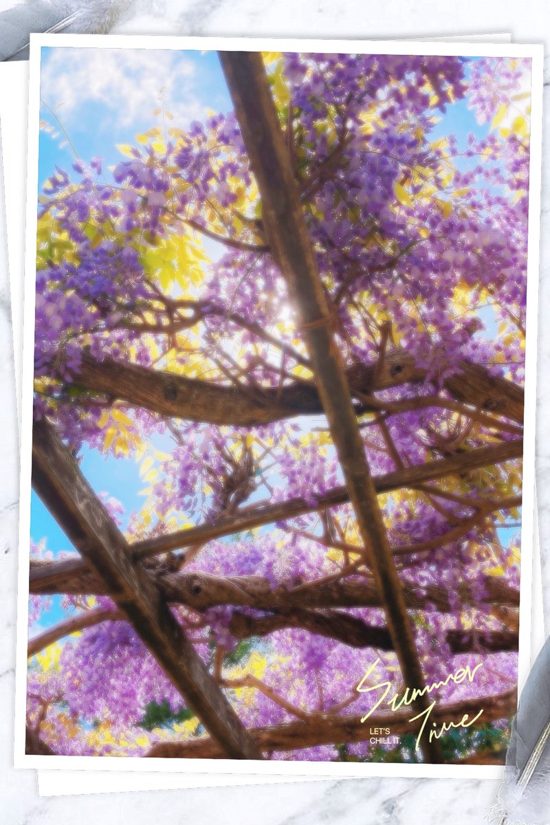 🪻𓂃 ⚮̈ .゜
#TLを花でいっぱいにしよう
#ファインダー越しの私の世界ᅠ