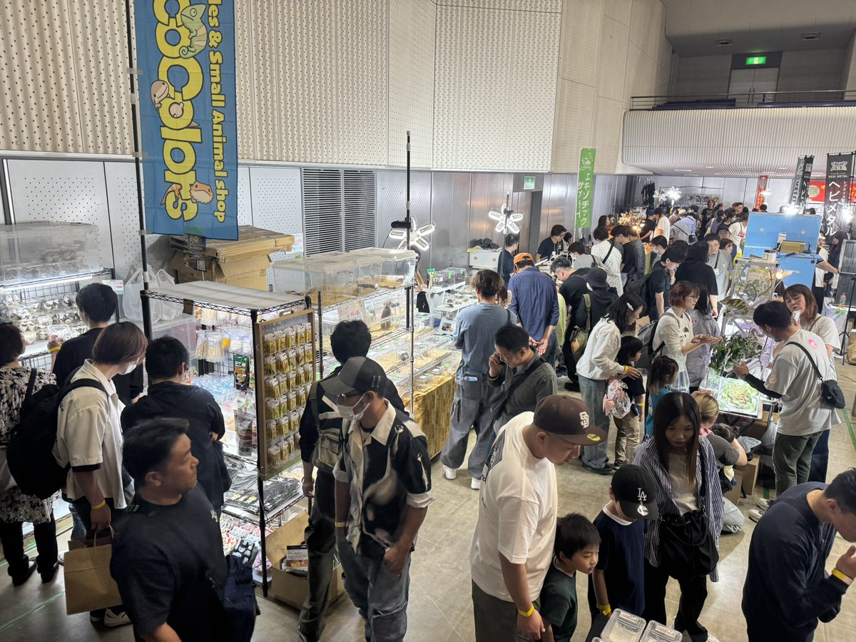 kn_colors's tweet image. ココカラ本日は近畿レプタイルズマーケットに出店しております😆
開場と同時に凄い数のお客様‼️

沢山の可愛い子達を連れてきていますので、ぜひお立ち寄りください😆

当店は会場入ってすぐのところですよ🥰

店舗はお休みしております🙇🏻‍♀️⋱

よろしくお願いします✨

 #近畿レプタイルズマーケット…