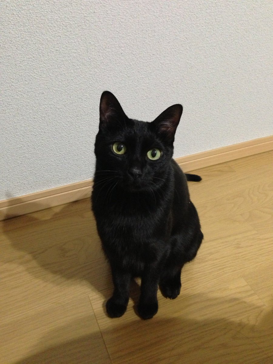 SantilloCicli's tweet photo. 本日4月27日 日曜日
出張のためカフェ臨時休業です
よろしくお願い申し上げます
ミニー店長を擬人化した結果 #サンティッロ #RB01 #ロードバイク #サイクルカフェ #猫店長 #擬人化 https://t.co/9FwL2xusZV