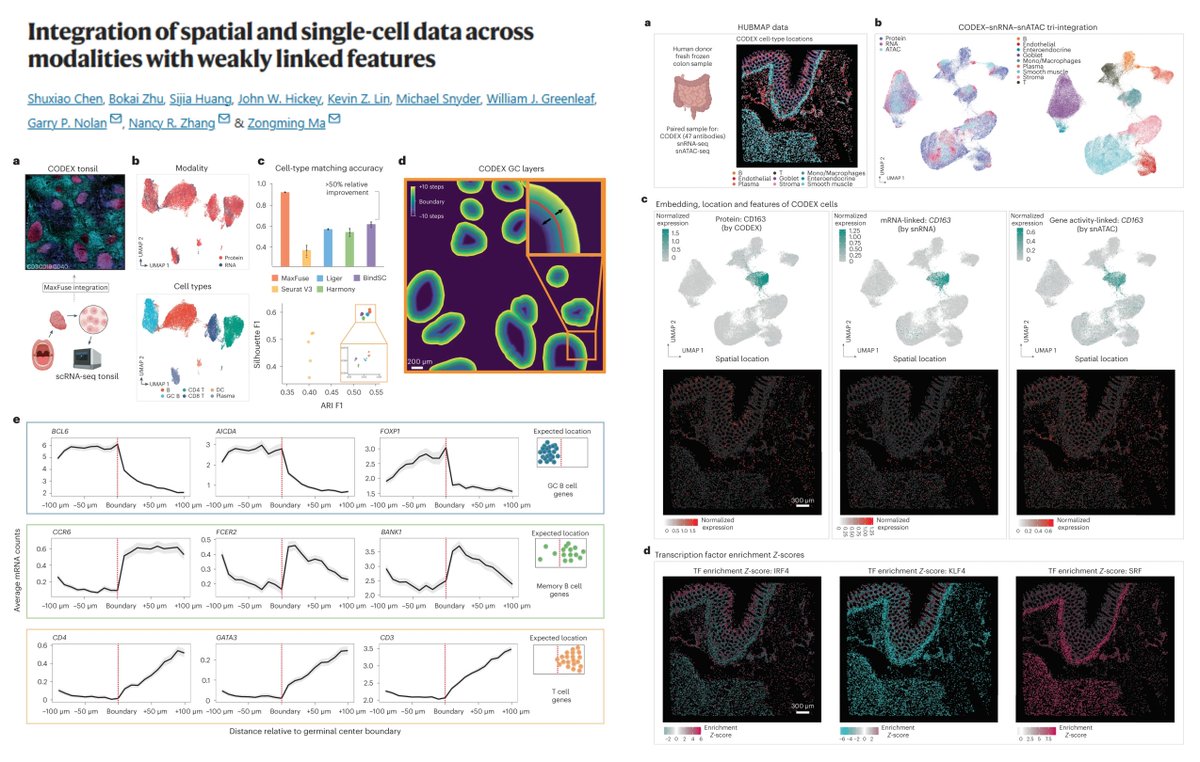 HaoYin20's tweet image. #SpatialOmics #MultiOMics
MaxFuse
Integration of spatial & single-cell data across modalities with weakly linked features
Fuzzy Smoothing by all-feature nearest-neighbor graph
Iterative cycles of coembedding, graph-smoothing & matching
scRNAseq - #SpatialProteomics #CODEX: vs…