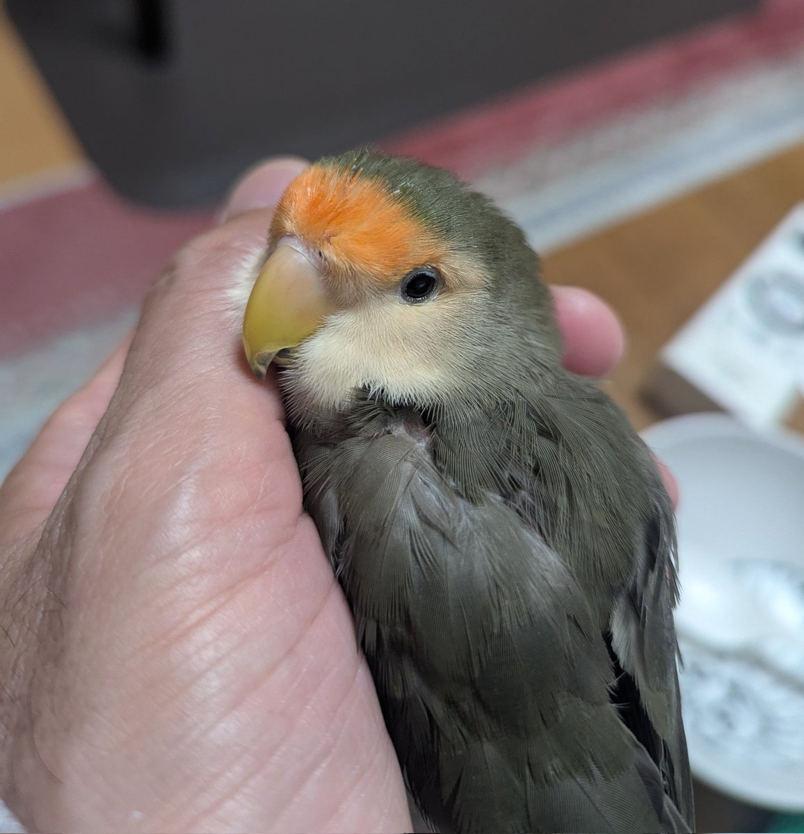 popomuckn's tweet photo. おはようございます☀️
朝からねむねむ😴
寝顔で癒やされてます🦜😙 https://t.co/MYLoVKWM3C