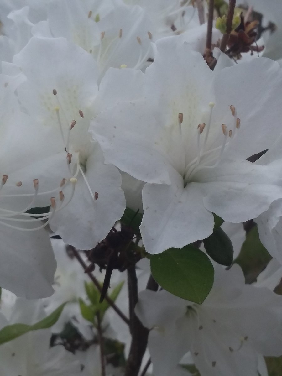 #spiritual #azaleas #blooms #flowers #nature #peaceful #photos