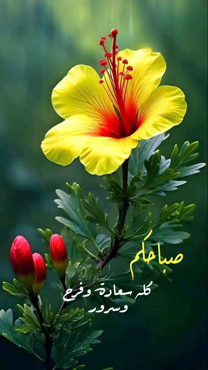 muna_ali19's tweet image. ✨"أصبحنا نسألُكَ أن تأتي الصَّباحات على ما اشتهينا وأن تُشرق شمس الأيّام السَّعيدة بلا غياب"🦋✨🌹
#صبــاح_الخيـر
#صبــاح_الأشــﯾاء_الـﻤشرقَة
#صباح_الخير_والسعاده