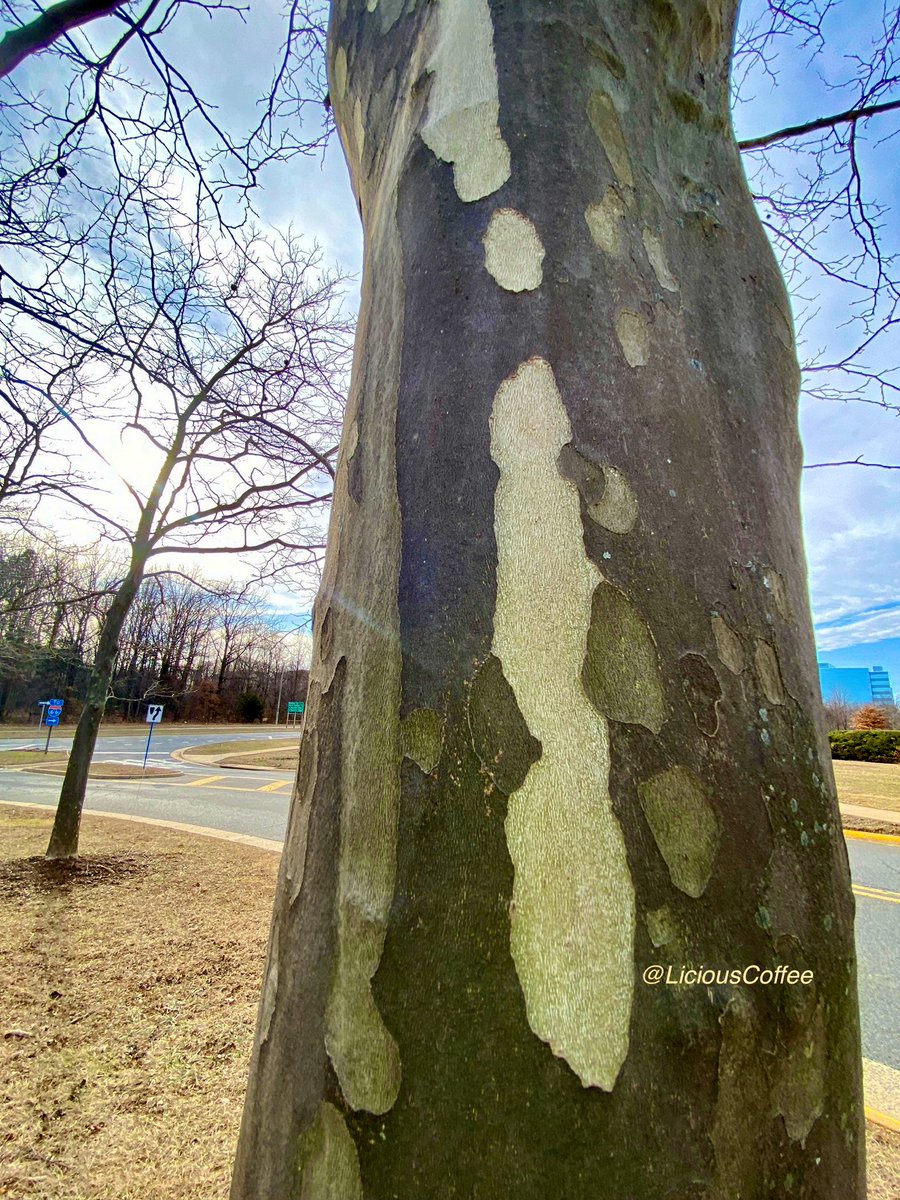 LiciousCoffee's tweet photo. It’s #Saturday & the #Tradition continues until *FOREVER
Saturdays—I celebrate/honor #AnitaBaker with Impromptu🖼️
I challenge myself🧠🤔2 present
😍New📸 #Bakerisms of this smaller trunk🌳& Today’s inspiration
*TheNiece
🥰My #tree interpretation For
#AnitaBakerSaturdays 👸🏽🙌🏽 https://t.co/GSKvx5dk8D