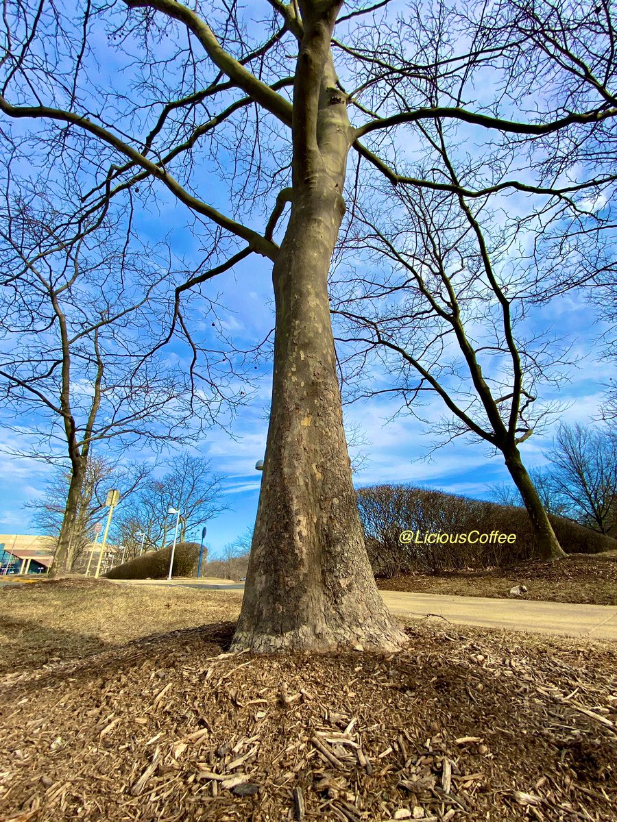 LiciousCoffee's tweet photo. It’s #Saturday & the #Tradition continues until *FOREVER
Saturdays—I celebrate/honor #AnitaBaker with Impromptu🖼️
I challenge myself🧠🤔2 present
😍New📸 #Bakerisms of this smaller trunk🌳& Today’s inspiration
*TheNiece
🥰My #tree interpretation For
#AnitaBakerSaturdays 👸🏽🙌🏽 https://t.co/GSKvx5dk8D