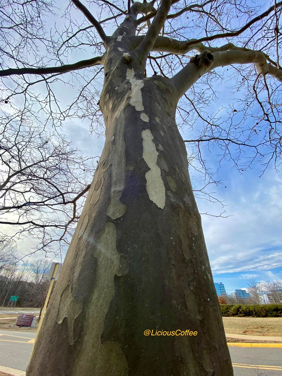 LiciousCoffee's tweet photo. It’s #Saturday & the #Tradition continues until *FOREVER
Saturdays—I celebrate/honor #AnitaBaker with Impromptu🖼️
I challenge myself🧠🤔2 present
😍New📸 #Bakerisms of this smaller trunk🌳& Today’s inspiration
*TheNiece
🥰My #tree interpretation For
#AnitaBakerSaturdays 👸🏽🙌🏽 https://t.co/GSKvx5dk8D