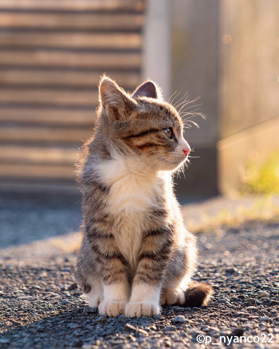 ちっちゃくたってカッコいい✨
So sweet and cool💓

#猫 #cat