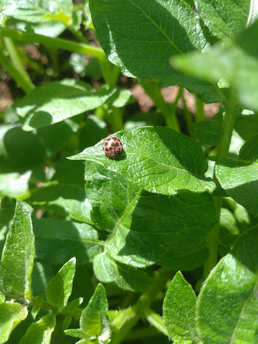 GardenNegiraaa's tweet photo. お前はてんとう虫か？テントウムシダマシか？ https://t.co/1ywwROFfsM