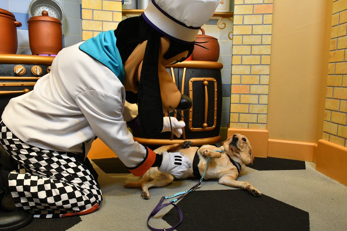 Noodle the Pup tweet media