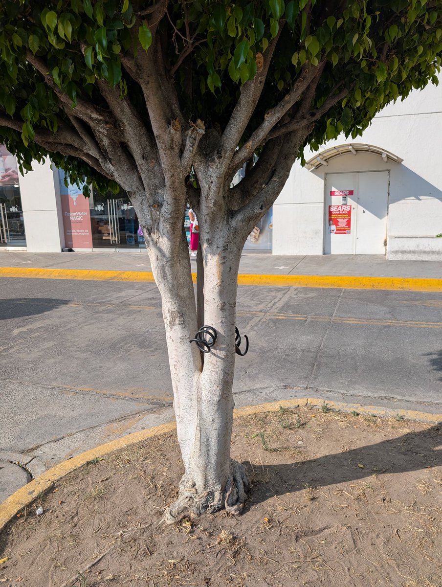 Chemasos's tweet photo. Cómo es posible que a plena luz del día, a las 3 de la tarde, en la mera entrada de Sears se puedan robar una bicicleta. Aún con policías "dizque" haciendo rondines en La Gran Plaza GDL
@ayquelasbicis @Trafico_ZMG @PoliciaGDL @GdlMovilidad @QuejasCiudadGDL @NotiGDL https://t.co/zPZZarIC6f