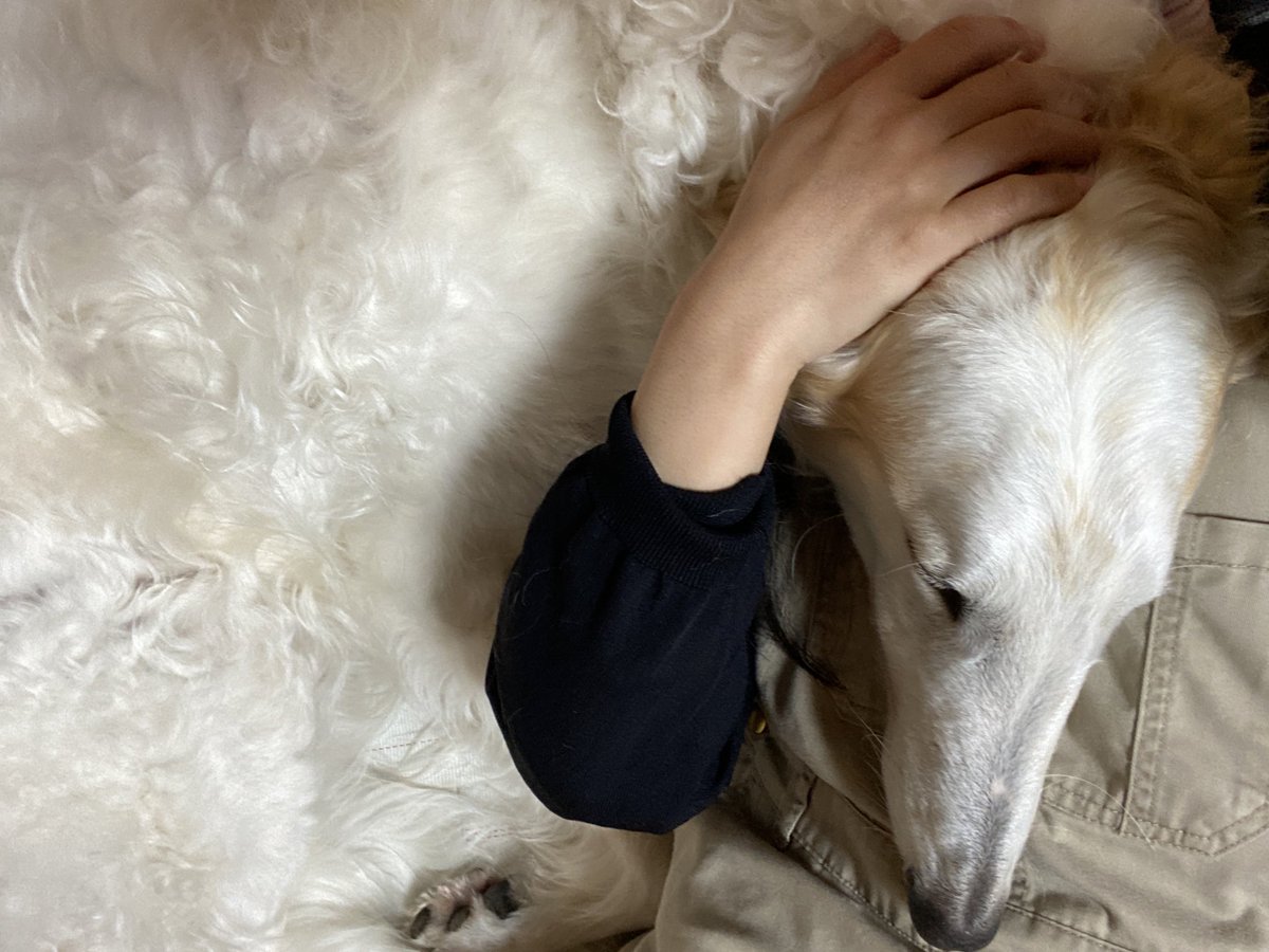 飼い主を枕にします。がんぼるぞい。

translation:
I sleep with my owner as my pillow.